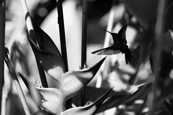 In The Shadow
