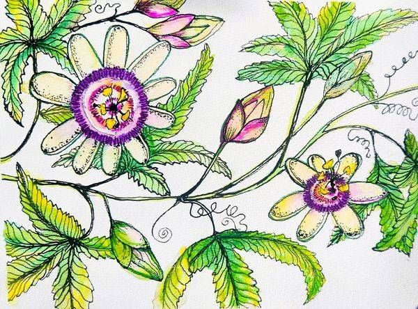 Passion Flower