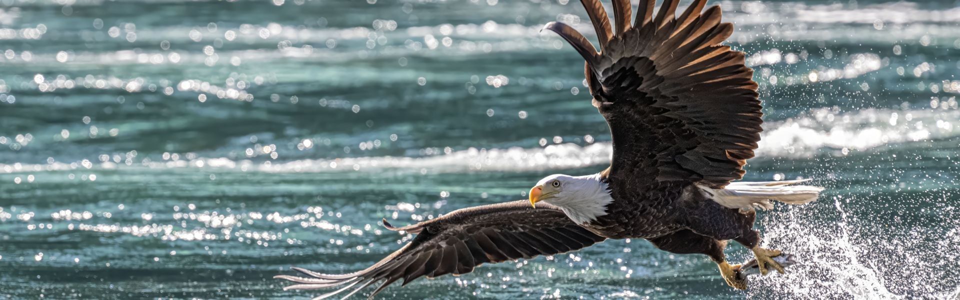 
        <div class='title'>
          26F17 8888F Sf H 13500X9000 Eagle W Fish Henry Peebles
        </div>
       