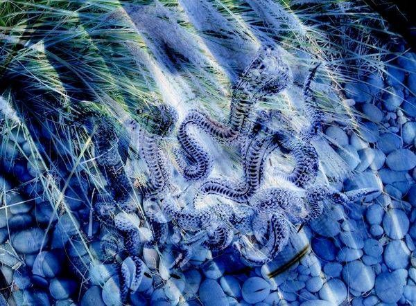 Snakes In The Grass