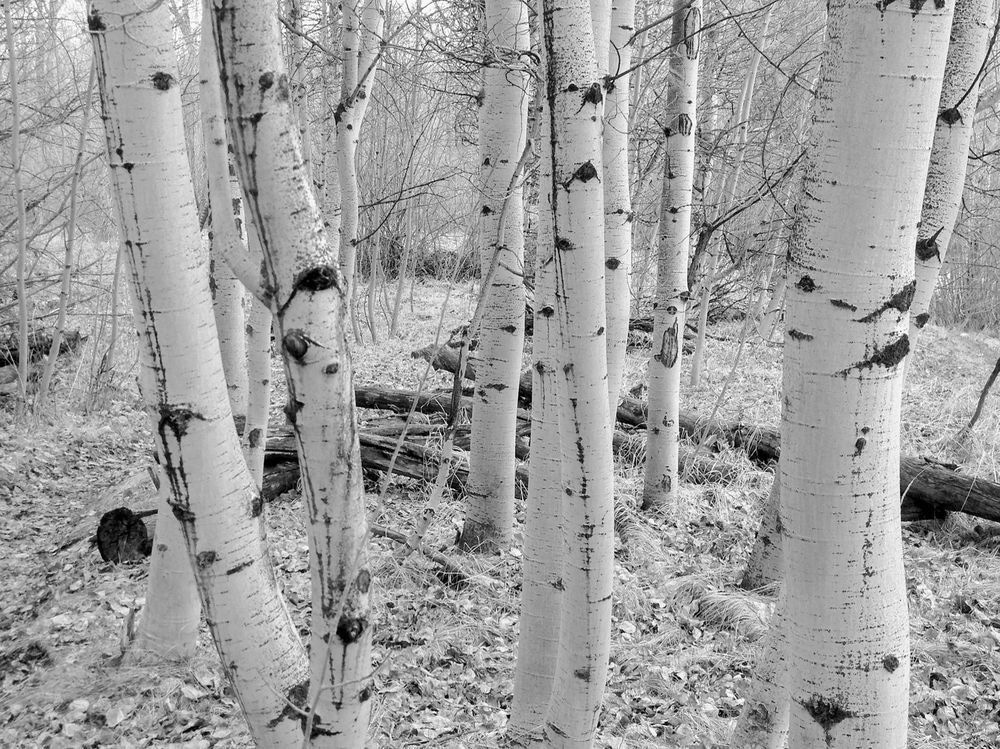 Fall Aspens Photography Art | Tim Brown Media