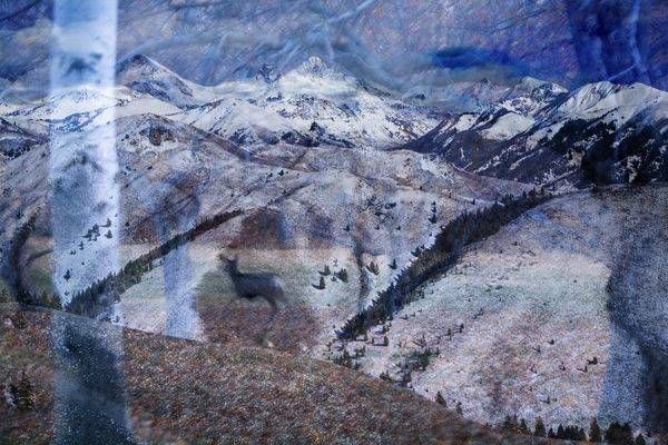 Deer In The Pioneers
