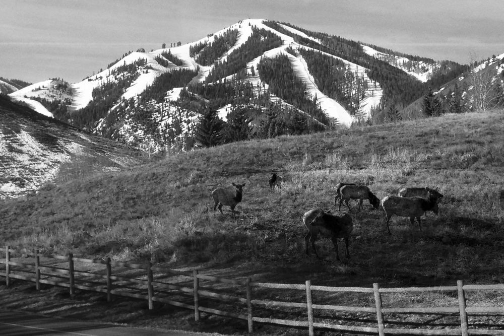 Mount Baldy Fall And Elk Photography Art | Tim Brown Media