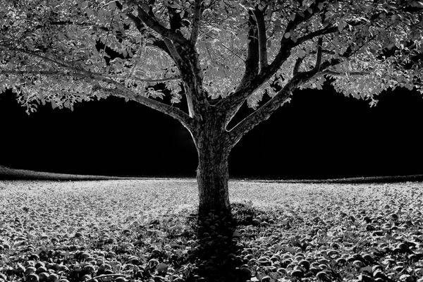 Apple Tree