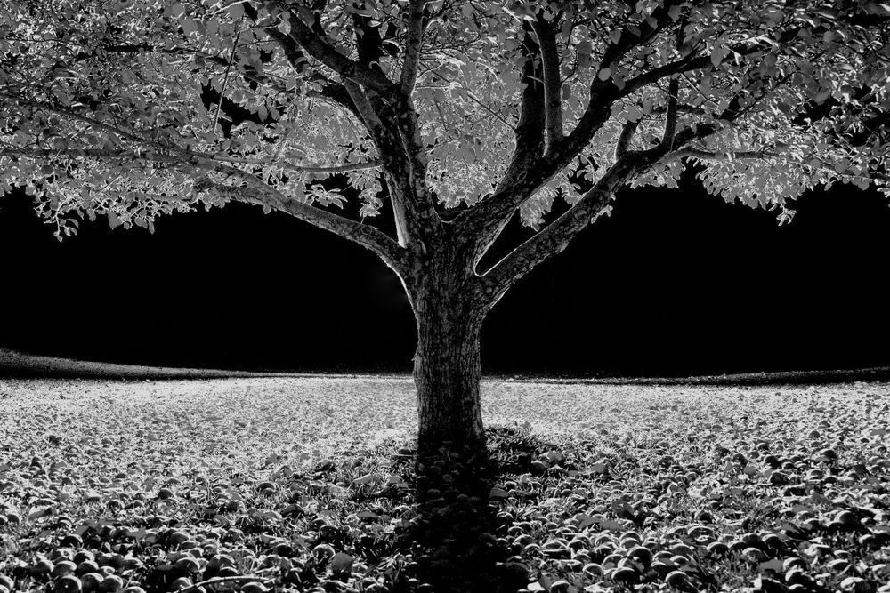Apple Tree Photography Art | Tim Brown Media
