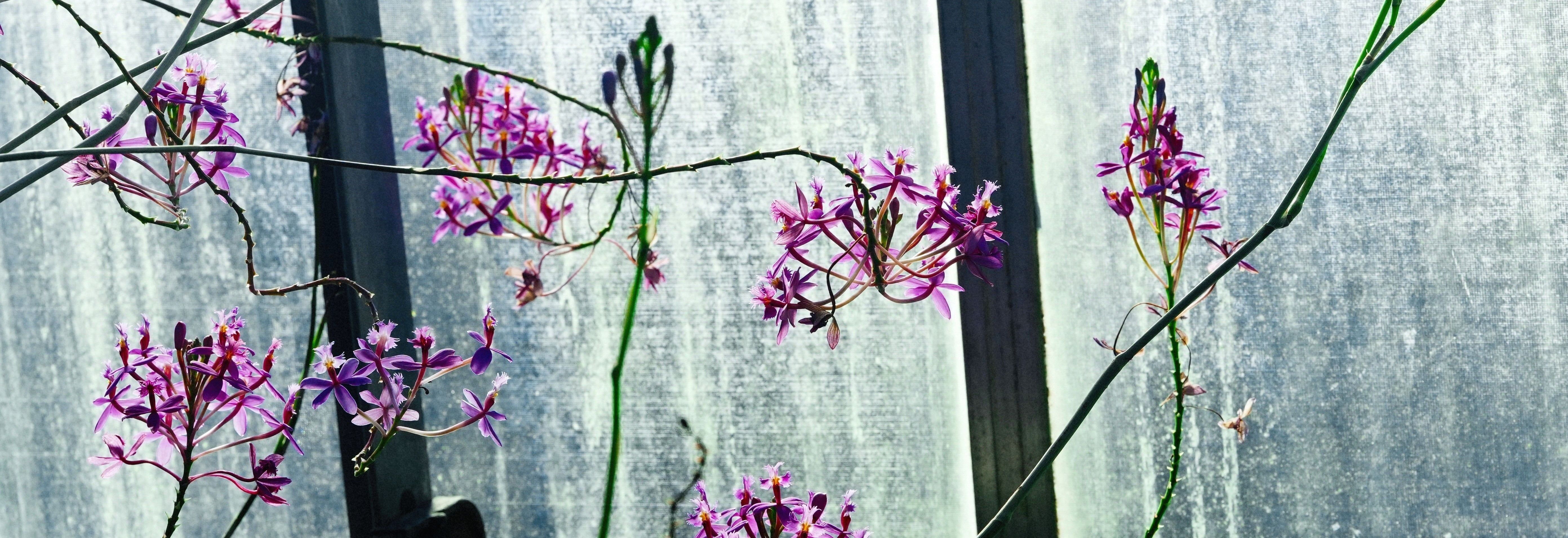 
        <div class='title'>
          Lue Orchid In Winter Sheldon Levy (1)
        </div>
       