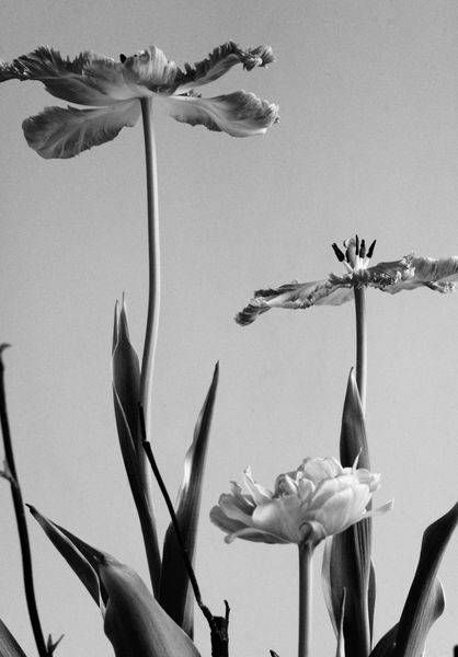 Fine Art Prints