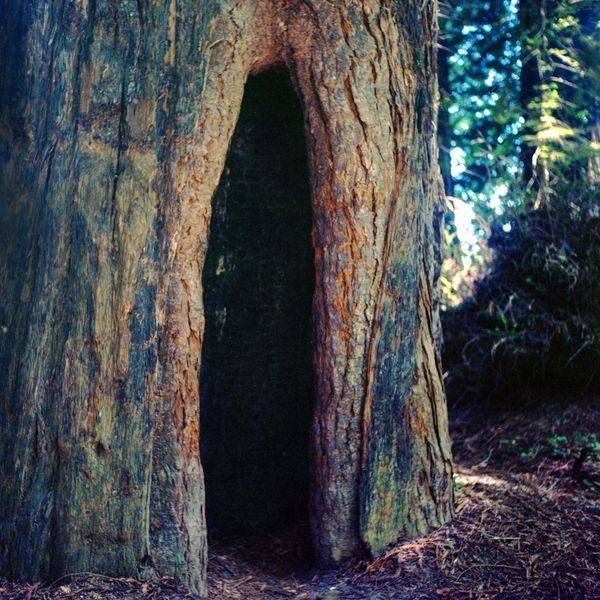 Redwoods
