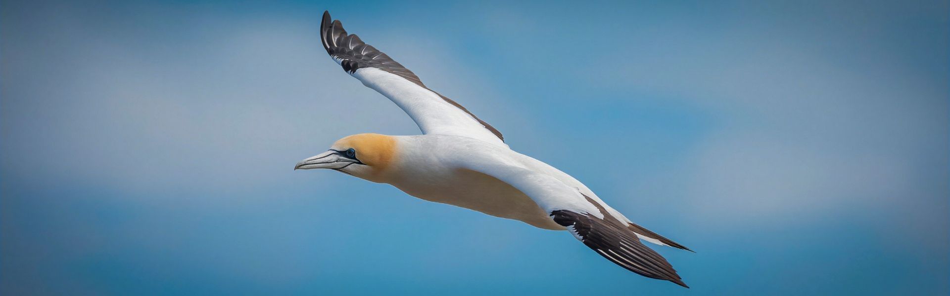 
        <div class='title'>
          Soaring Cathy Vercoe
        </div>
       