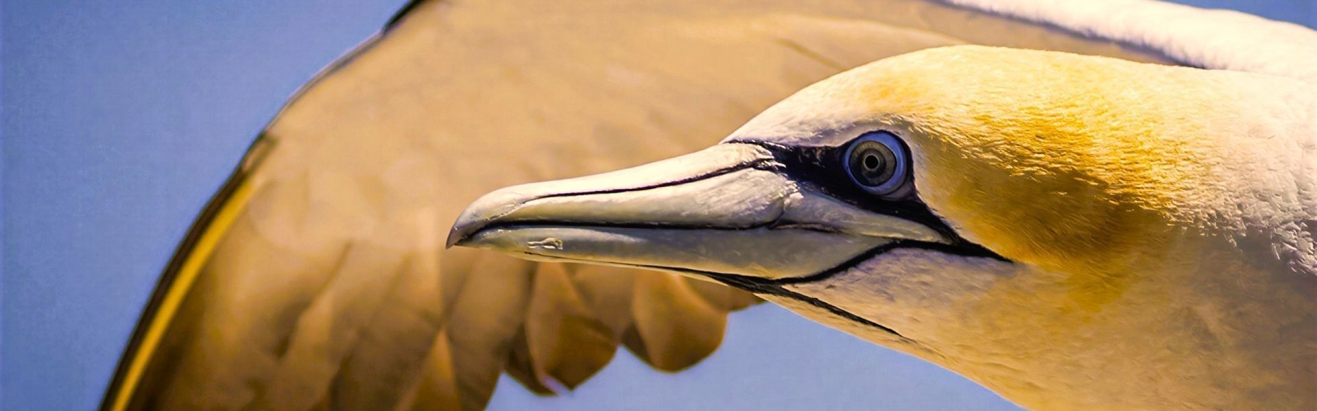 
        <div class='title'>
          Birds Eye View Cathy Vercoe
        </div>
       