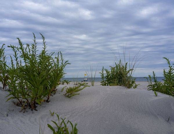 Dune Grass, Open Sea Photography Art | Coastal Fine Art Gallery