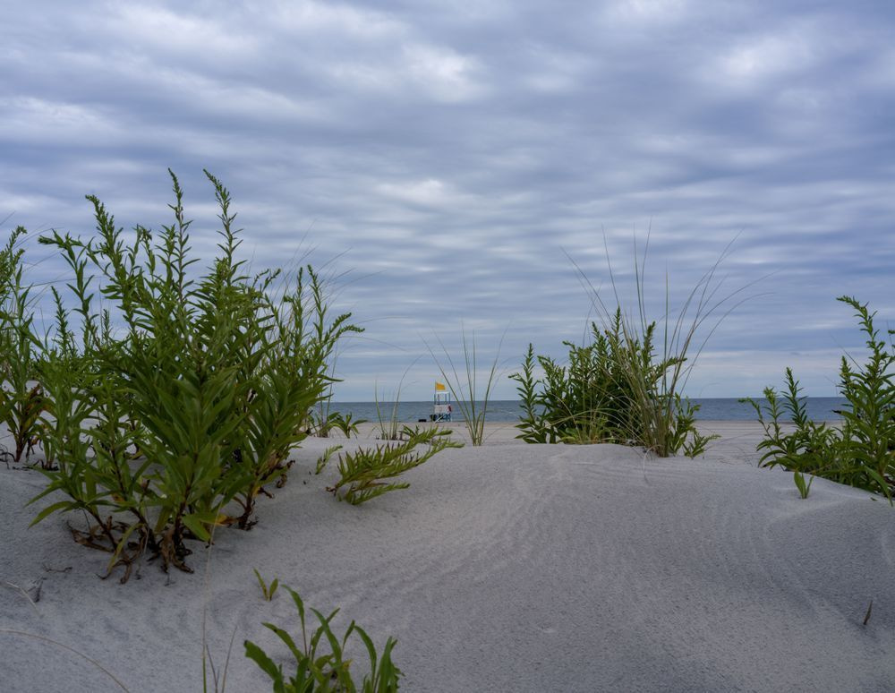 Dune Grass, Open Sea Photography Art | Coastal Fine Art Gallery