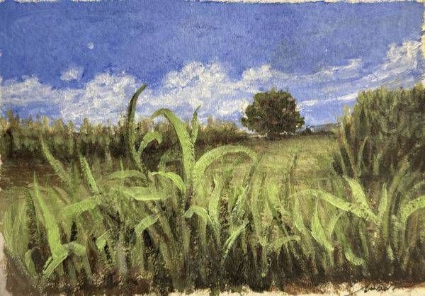 Sunlit Meadow Sky