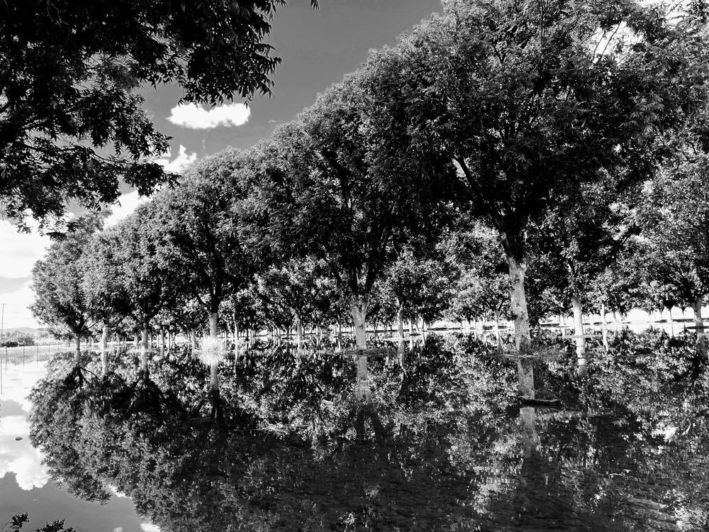 Trees