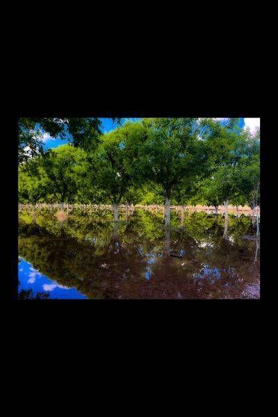 Tree Farm NM