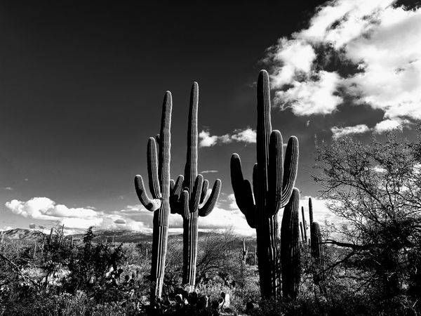 Saguaros in the Rincons