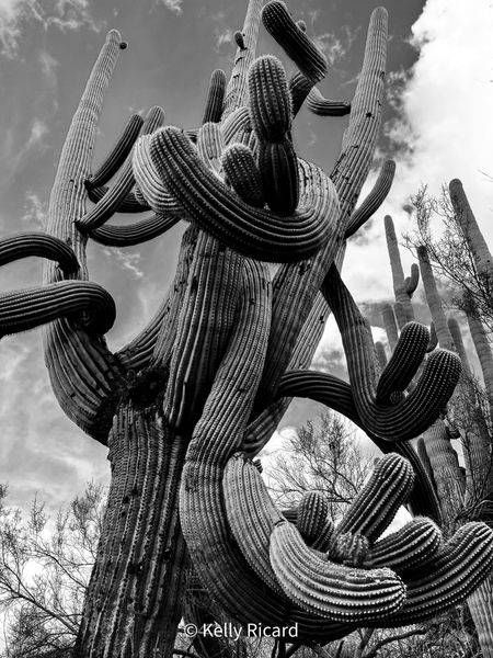 Saguaro Tangle Unperfect But Perfect