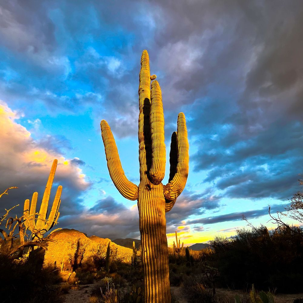 Saguaro Collection