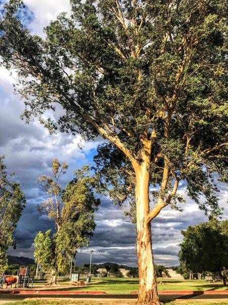 Eucalyptus