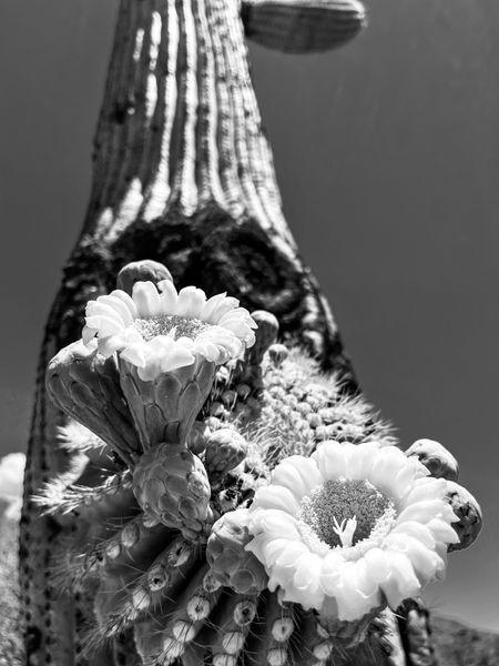 Saguaro Collection