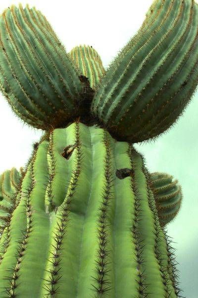 Big Cactus
