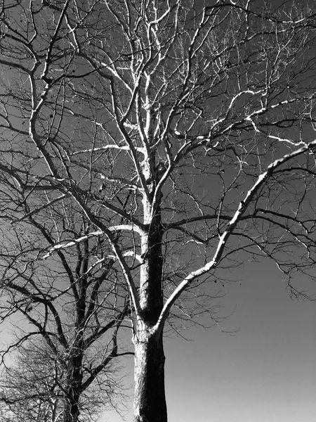 A Tree B&W