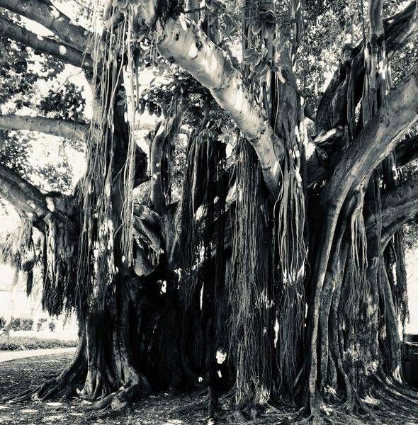 A Tree of St. Petersburg