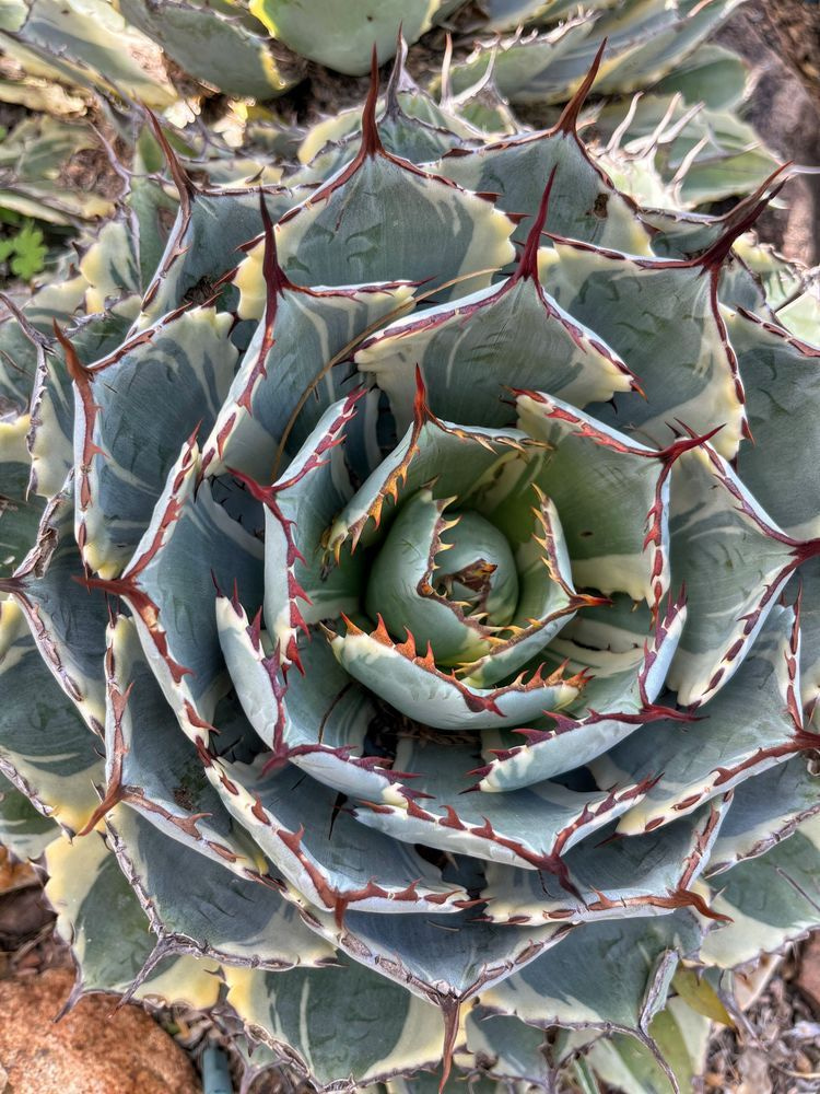 Plants (Flora) 