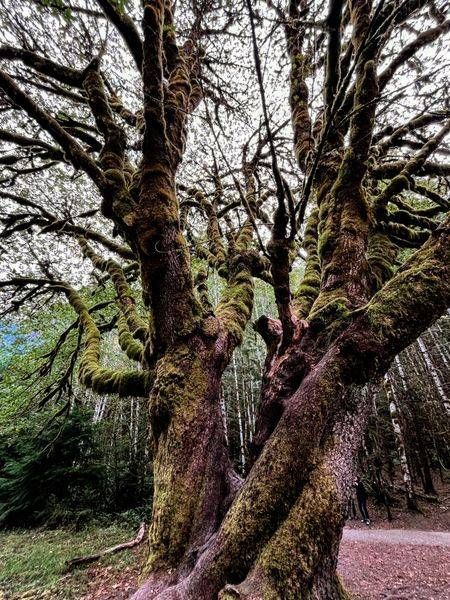 Olympic National Park Tree