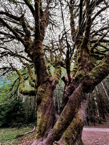 Trees