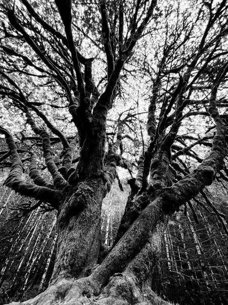 Olympic NF Tree B&W