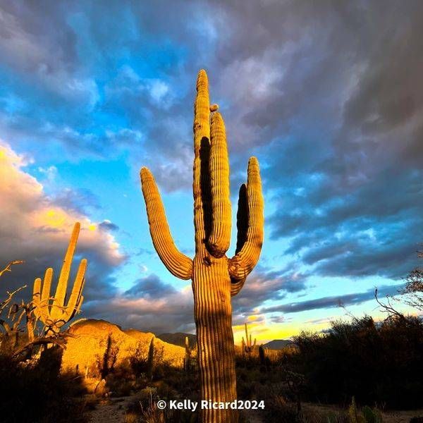 Desert Cactus Sunset