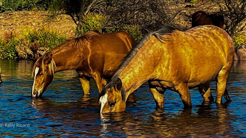Animals (Fauna) 