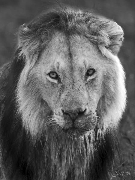 Wildlife