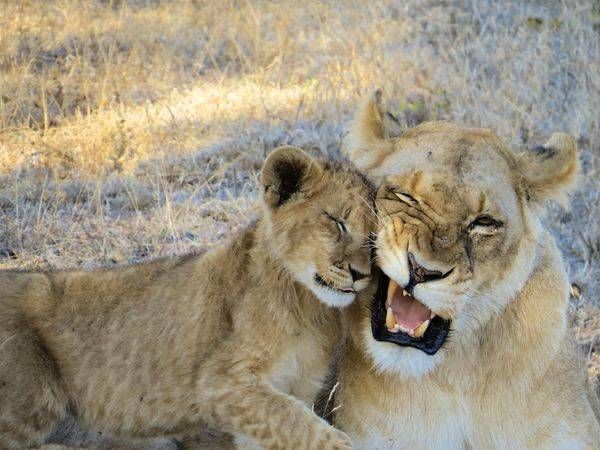 Lions