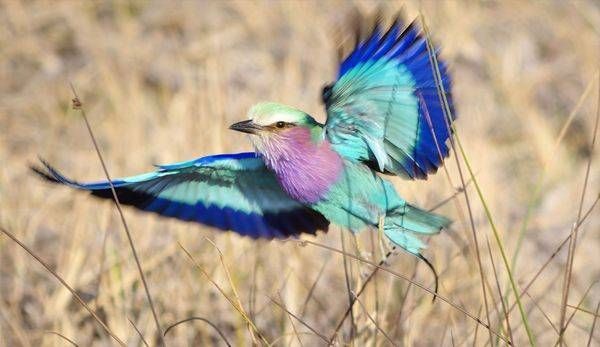 Birds