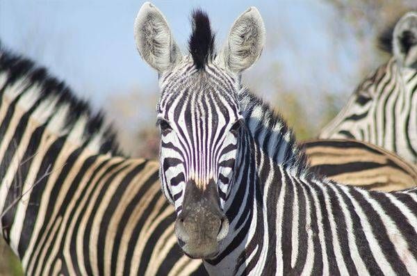 Other African animals