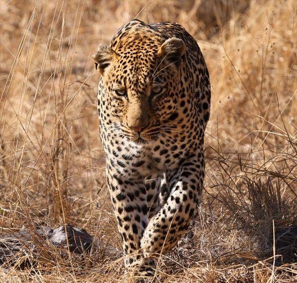 Leopards and Cheetah