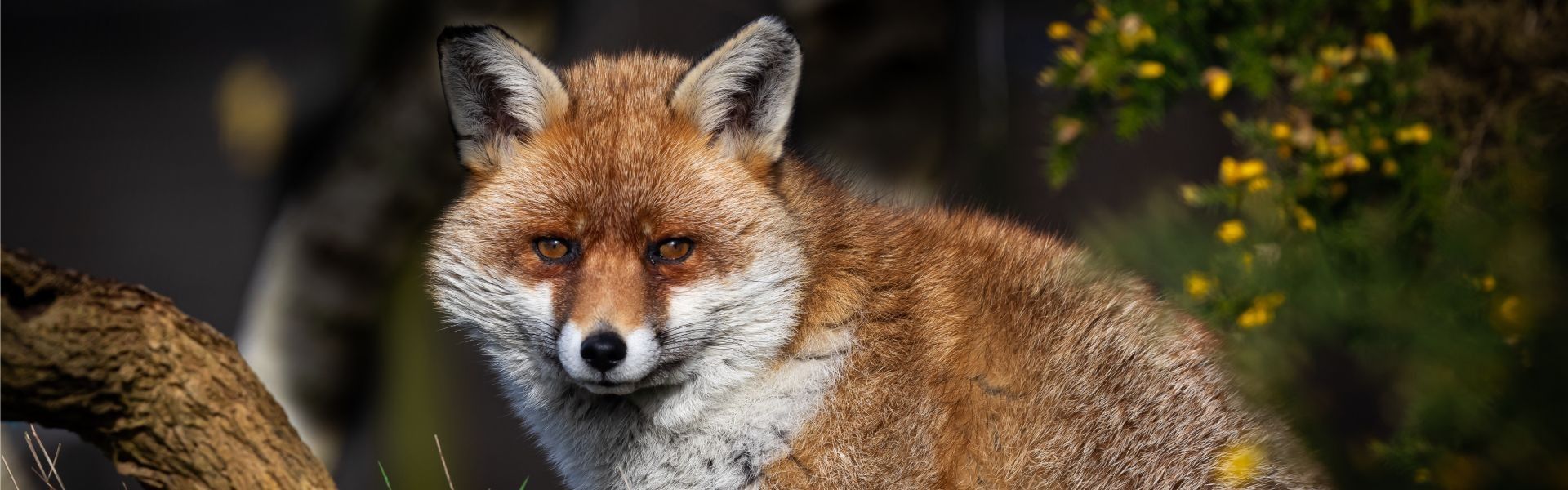 
        <div class='title'>
          BWC Red Fox 7476
        </div>
       
