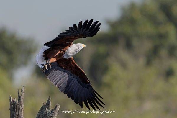 Birds on the Chobe River