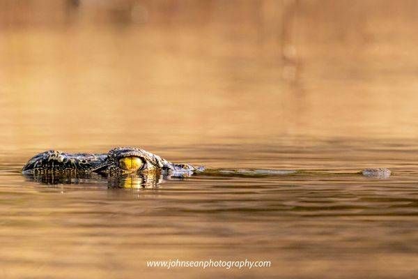 Wildlife