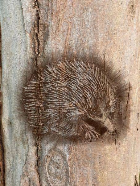 Echidna Art | Shepherd Artworks