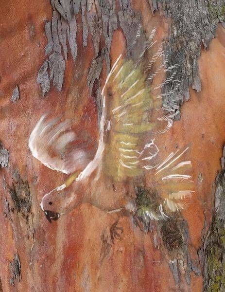 Cockatoo On Bark Art | Shepherd Artworks