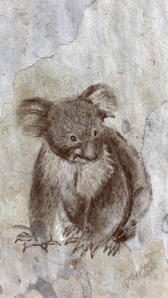 Koala Art | Shepherd Artworks