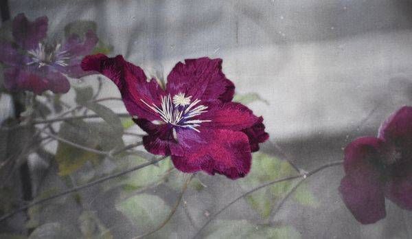 Embroidered Flowers