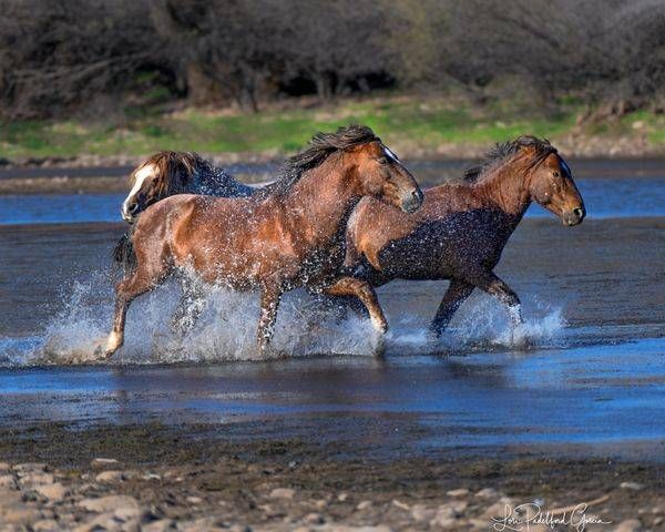 Wild Horses