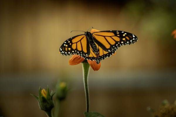 Butterflies and Bees