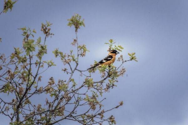 Birds