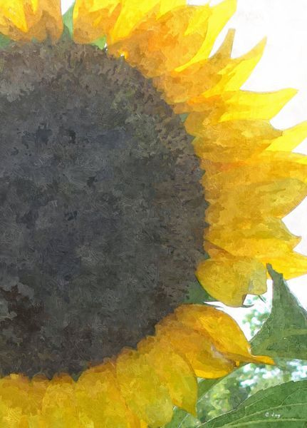 Sunflower Joy