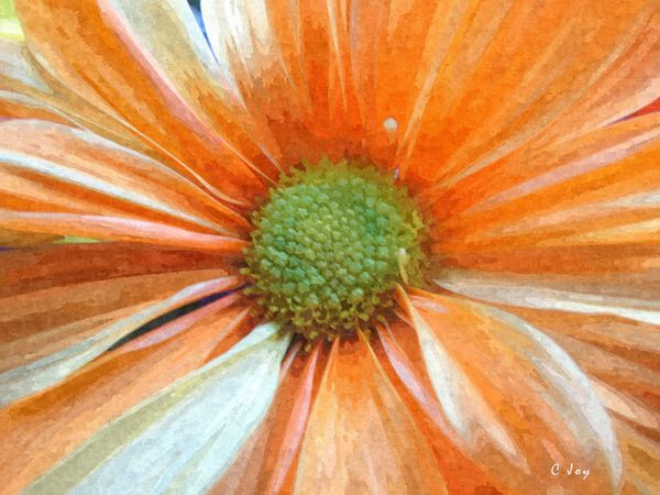 Daisy Love